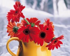 Tapeta Nature Flowers 101.jpg